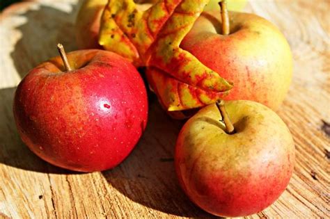 rueyada dalindan kirmizi elma koparip yemek ruyandagorcom