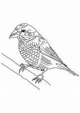 Crossbill Red Coloring sketch template