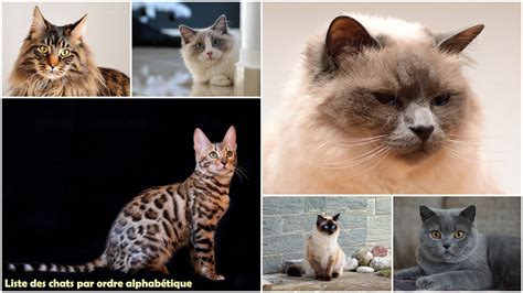 liste des races de chats par ordre alphabetique avec  de