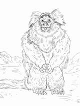 Marmoset Coloring Common Pygmy Pages Designlooter sketch template