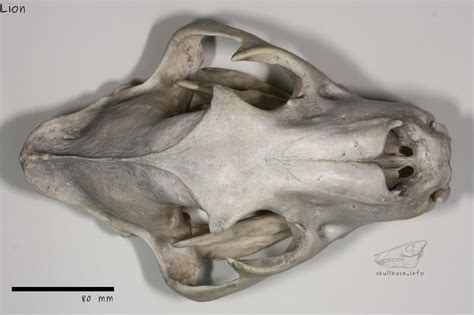 lion ssp melanochaita female skull base
