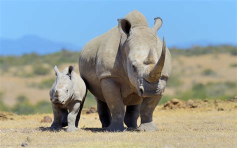 rhinos endangered greentumble