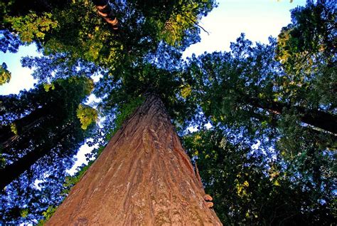Redwood Blue Bonnet Photograph By Gerald Blaine Fine Art America