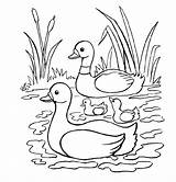 Duck Coloring Pages Print Color sketch template