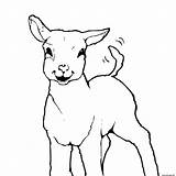 Agneau Coloriage Brebis Petit Imprimer Moyen Mouton sketch template