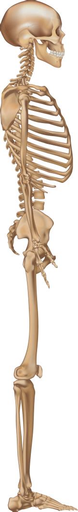human skeleton side view stock illustration  image  istock