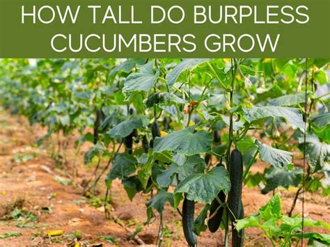 grow burpless bush cucumbers greenhouse today
