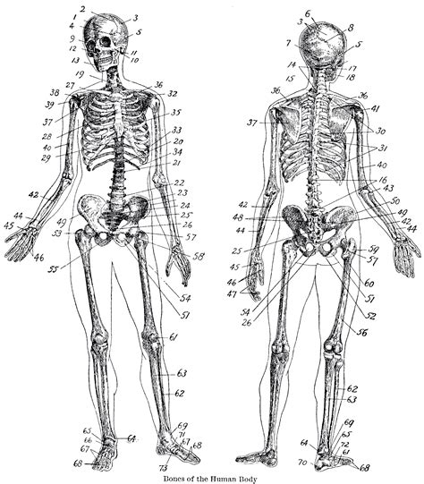 skeleton coloring pages anatomy