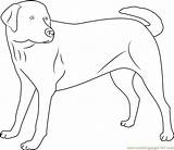 Labrador Yellow Coloring Cachorrinhos Coloringpages101 Cachorro sketch template
