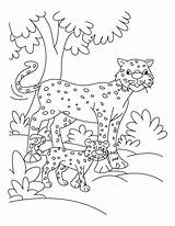 Coloring Cheetah Cub Pages Forest Getcolorings Netart Print Color sketch template