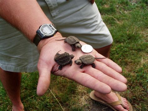 baby snapping turtles alive boing boing