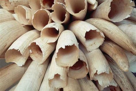 breaking hong kong announces plan  ban  ivory trade true activist