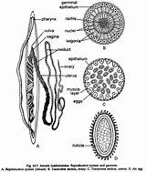Ascaris Phylum Lumbricoides Reproductive sketch template