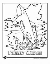 Whale Endangered Killer Humpback Orca Whales Woo Rainforest Dolphin Shark Coloringhome Turtle sketch template