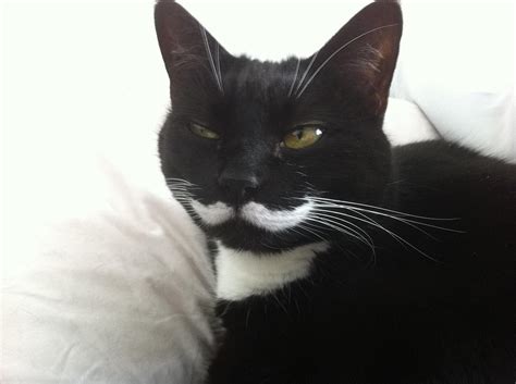 moustachioed moggies owners share snaps of their cats with very funny