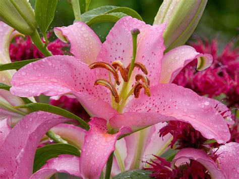 wallpapers  asiatic lily flowers