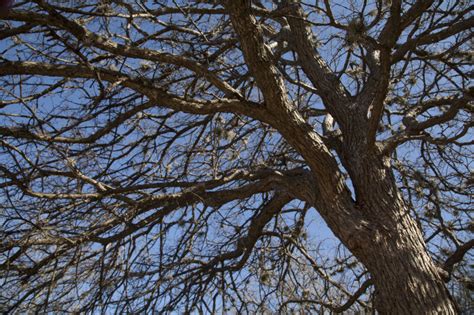 Bare Branches Of A Cedar Elm Clippix Etc Educational Photos For
