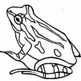 Anfibi Broasca Colorat Grenouilles Imagini Desene Broaste Fisa Coloriages Grenouille Colorare Frogs Planse 2548 Coloratutto Bookmark sketch template