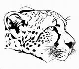 Cheetah Coloring Pages Drawing Face Head Realistic Animals Cheetahs Printable Drawings Cub Easy Animal Clipart Endangered Baby Line Stock Vector sketch template