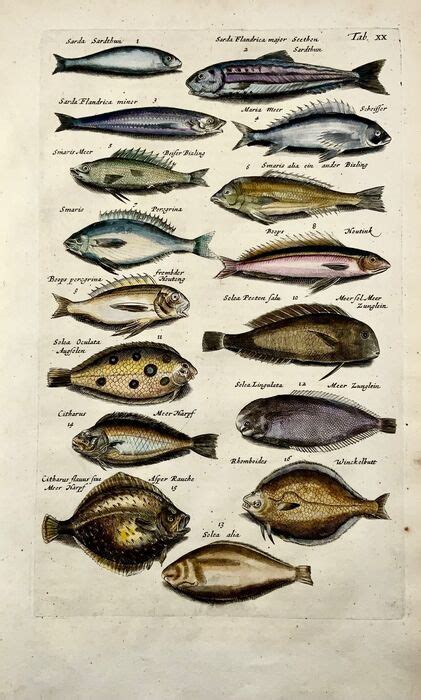 matthaeus  merian   folio fish flatfish catawiki