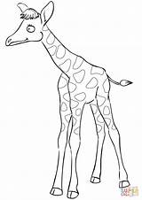 Giraffe Baby Cartoon Coloring Cute Pages Drawing Getdrawings Printable Giraffes Mother Puzzle Girraffe sketch template