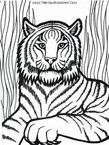 Liger Pages Coloring Getcolorings Dorable sketch template