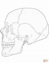 Anatomia Craneo Cráneo Huesos Lateral Dibujar Craneos Anatomía Supercoloring Drawings Humana sketch template