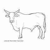 Bull Coloring Bucking Pages Color Drawing Bulls Cow Line Standing Own Drawings Print Printable Riding Cattle Colour Getcolorings Index Realistic sketch template
