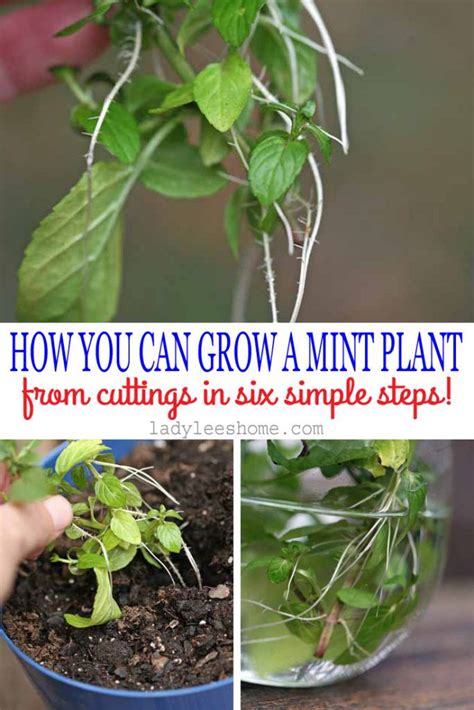 grow mint  cuttings mint plants growing mint plants