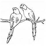 Coloring Parakeet Mating sketch template