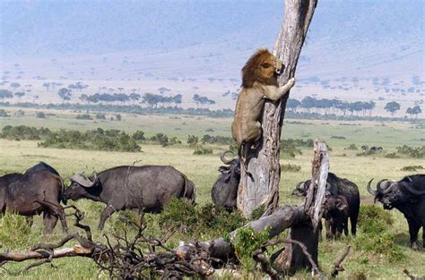 A Lion Runs Away From Buffaloes Photo One Big Photo