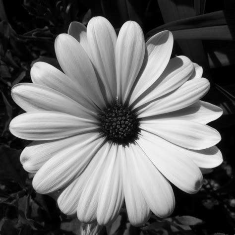 black  white photography flowers