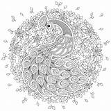 Antistress Zentangle Peacock sketch template