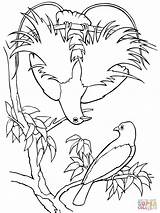 Coloring Bird Paradise Pages Quetzal Blue Birds Drawing Supercoloring Para Paradis Rainforest Printable Outlines Getcolorings 1600px 11kb 1200 Getdrawings Print sketch template