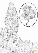 Pine Coloring Ponderosa Tree Pages Printable Trees Realistic Color Drawing Supercoloring Template Designlooter Sosna Sketch Comments 99kb 1020 1440px sketch template