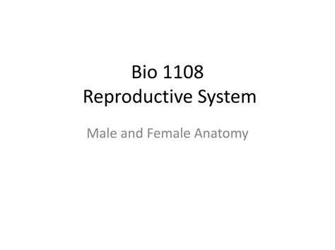 Ppt Bio 1108 Reproductive System Powerpoint Presentation Free