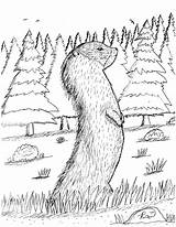 Marmot sketch template
