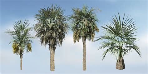 sabal palmetto species pack speedtree