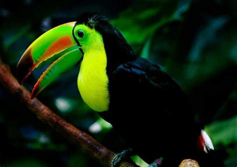 toucan  parrot    differences az animals