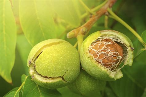 skaust    india worlds top walnut producer  legitimate