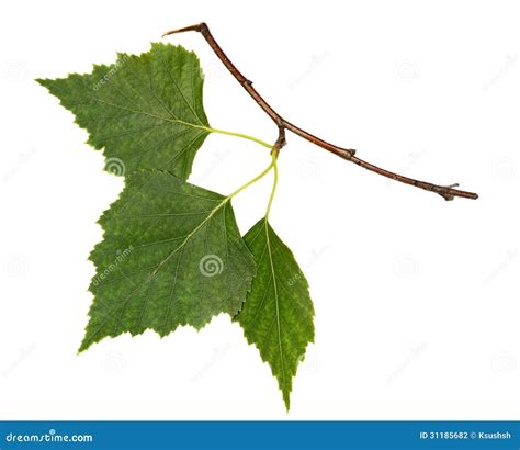 birch branch stock photo image  isolated white summer