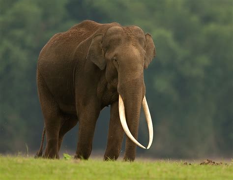 status   asiatic elephant elephas maximus  india