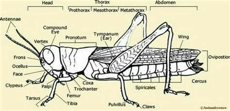 diagram   grasshopper  label labels ideas