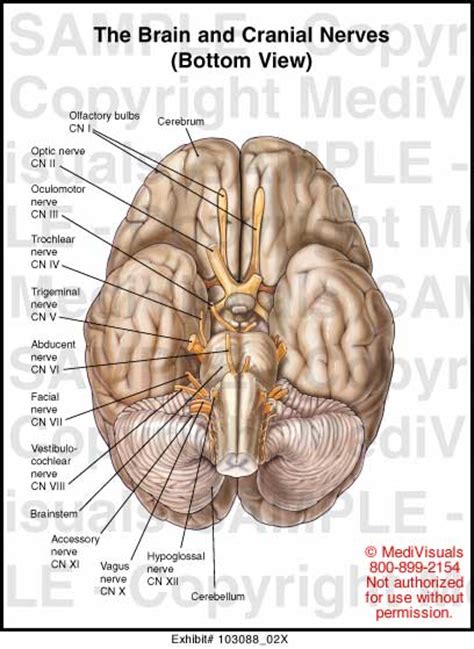 medivisuals the brain and cranial nerves medical illustration