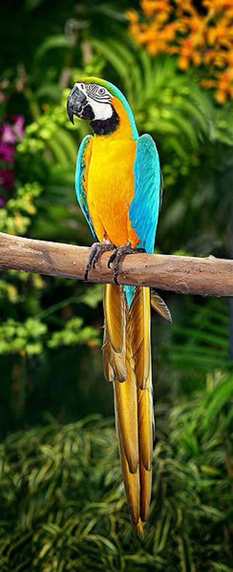 blue  yellow macaw kaieteur news