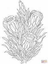 Protea Coloring Pages Flower Colouring Gladiolus Printable Neriifolia Drawing South Drawings Adult Africa Color Proteas Printables Outline Line Supercoloring Template sketch template