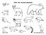 Mammals Arizona Coloring State Amphibians Birds Reptiles Az Exploringnature sketch template