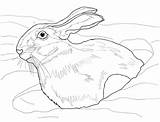 Conejo Colorear sketch template