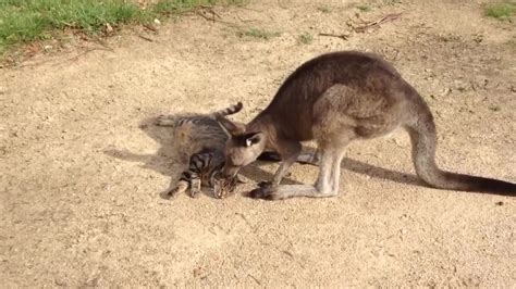 dumpert kangoeroe en kat zijn vriendjes