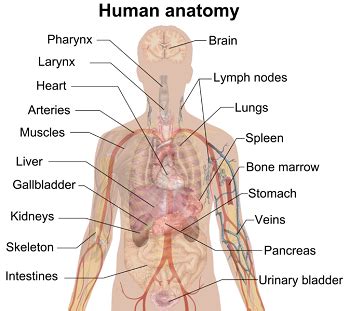 anatomy definition lesson  kids studycom